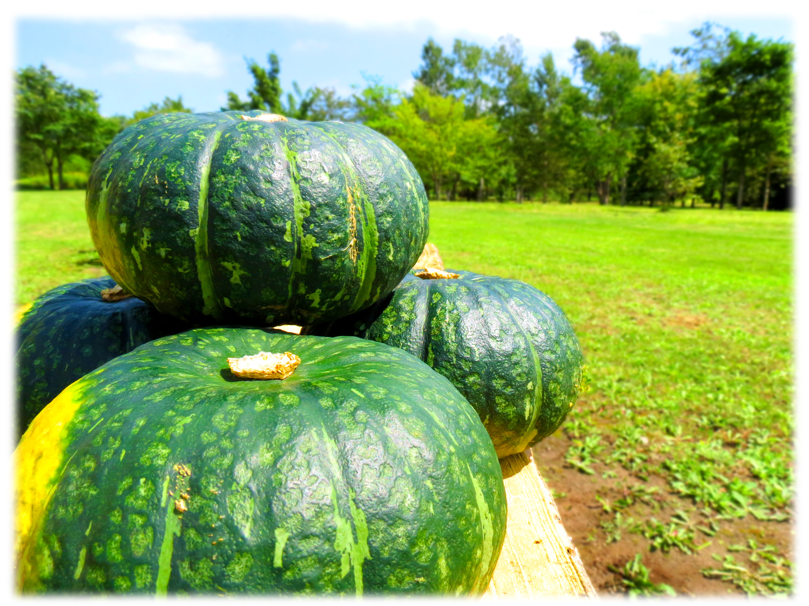 今月の健康レシピの食品